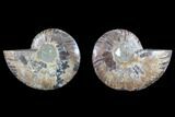 Cut & Polished Ammonite Fossil - Agatized #82310-1